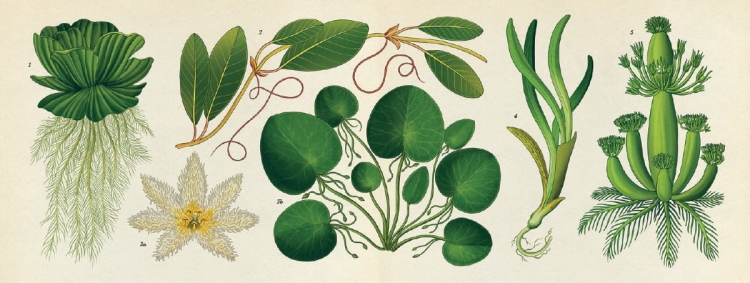 Botanicum. Muzeum Roślin