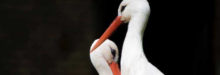 634b137484fad19f02446c7b0b154743