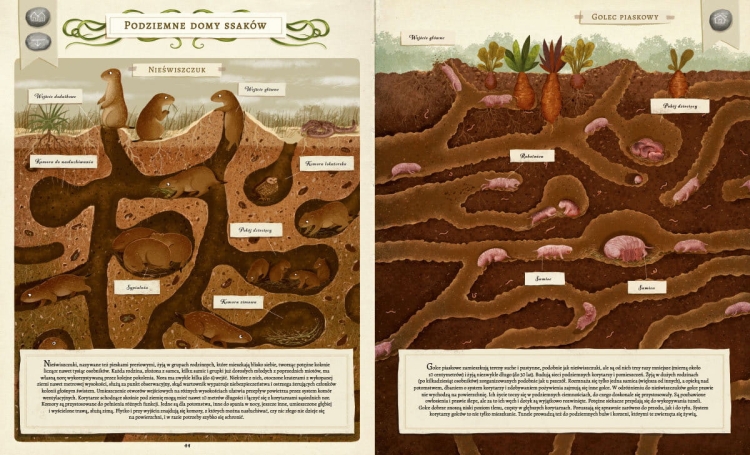 Co budują zwierzęta?