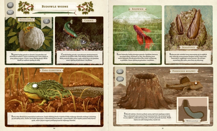 Co budują zwierzęta?