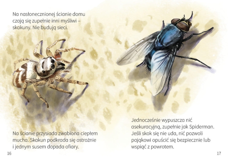 Młodzi przyrodnicy. Pająki3.jpg