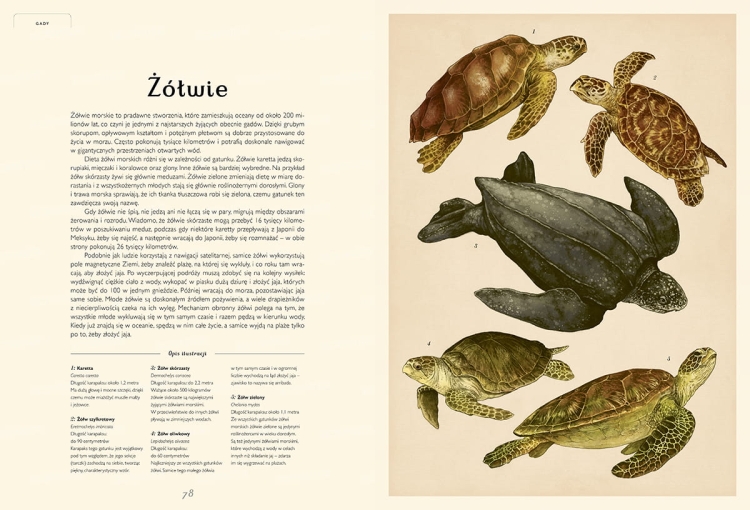 Oceanarium. Muzeum Oceanu3.jpg