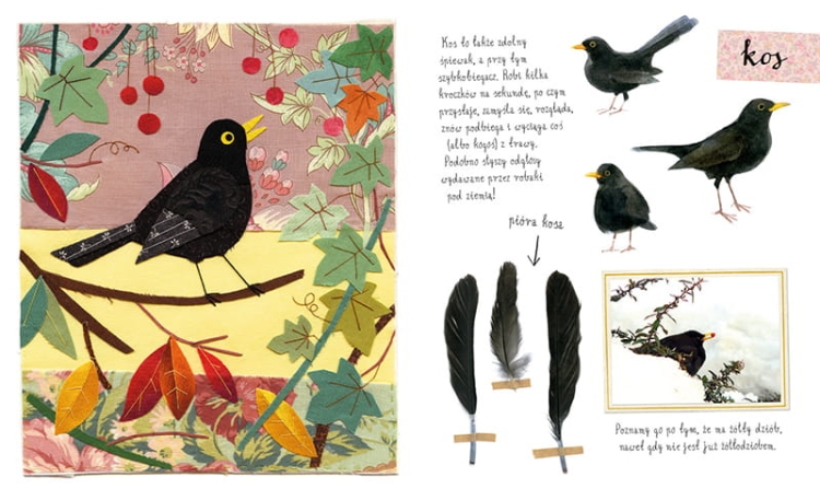 Mały atlas ptaków Ewy i Pawła Pawlaków2.png