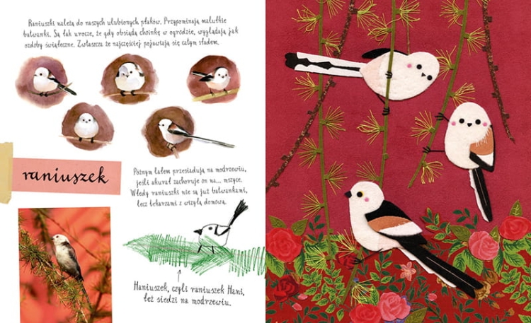 Mały atlas ptaków Ewy i Pawła Pawlaków3.png