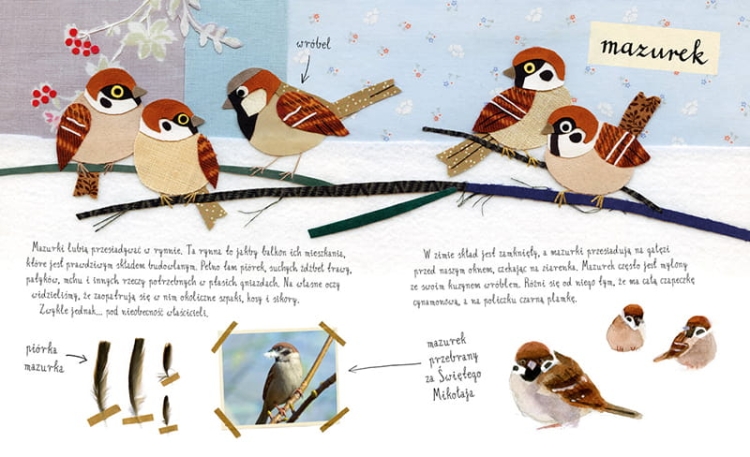 Mały atlas ptaków Ewy i Pawła Pawlaków4.png