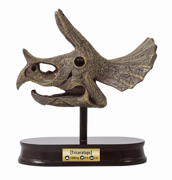 Muzeum czaszek dinozaura - TRICERATOPS2.jpg