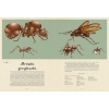 Insektarium. Muzeum Owadów. W Muzeum3.png